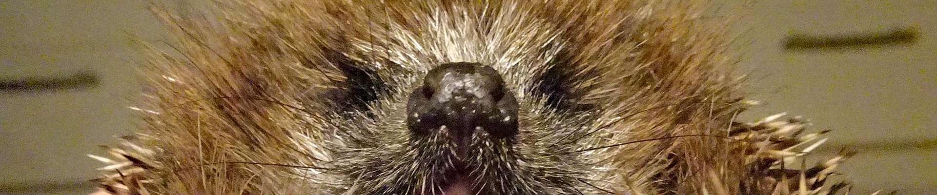 Klicken um die Schaltflächen zu zeigen oder zu verbergen