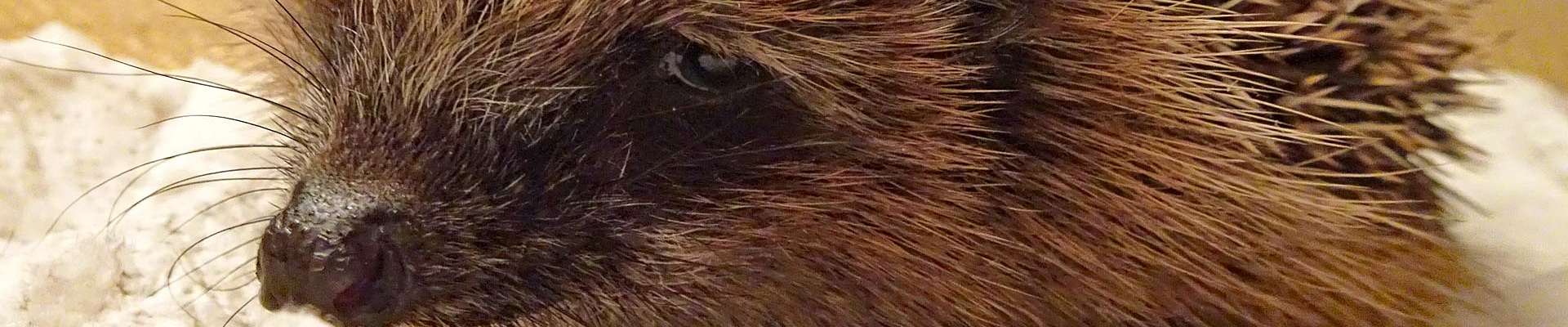 Klicken um die Schaltflächen zu zeigen oder zu verbergen