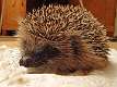 Igel_2019