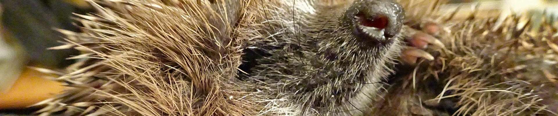 Klicken um die Schaltflächen zu zeigen oder zu verbergen