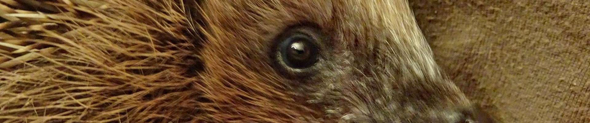 Klicken um die Schaltflächen zu zeigen oder zu verbergen