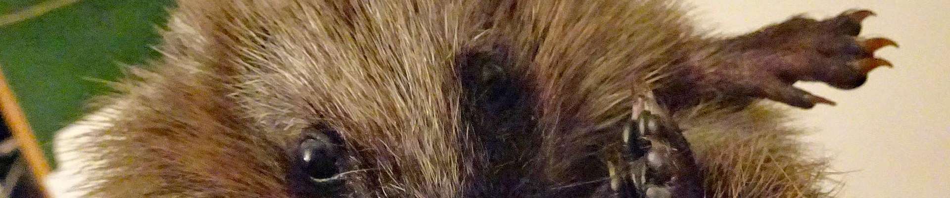 Klicken um die Schaltflächen zu zeigen oder zu verbergen