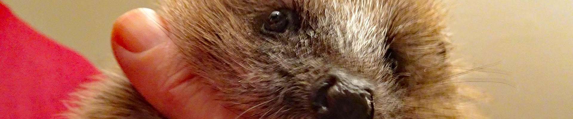 Klicken um die Schaltflächen zu zeigen oder zu verbergen