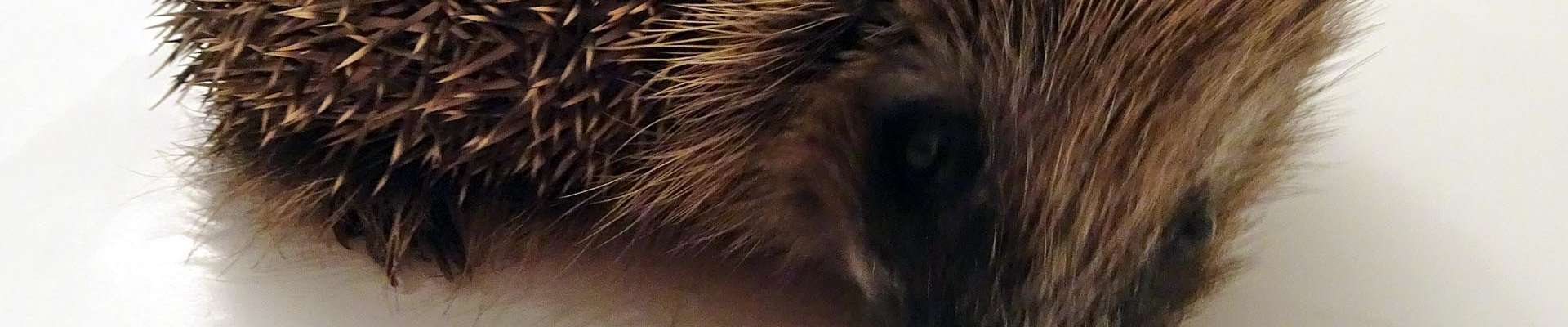 Klicken um die Schaltflächen zu zeigen oder zu verbergen