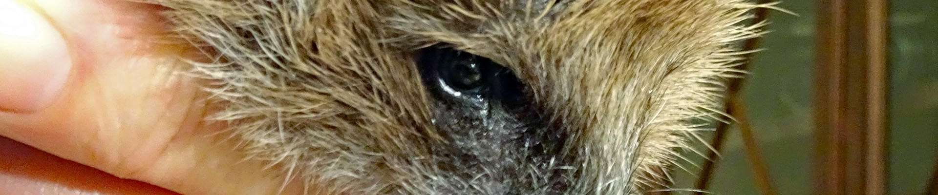 Klicken um die Schaltflächen zu zeigen oder zu verbergen