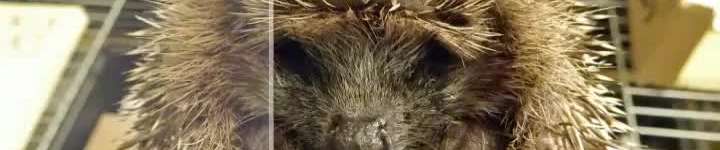 Klicken um die Schaltflächen zu zeigen oder zu verbergen