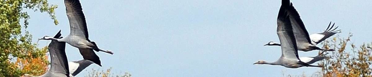 Klicken um die Schaltflächen zu zeigen oder zu verbergen