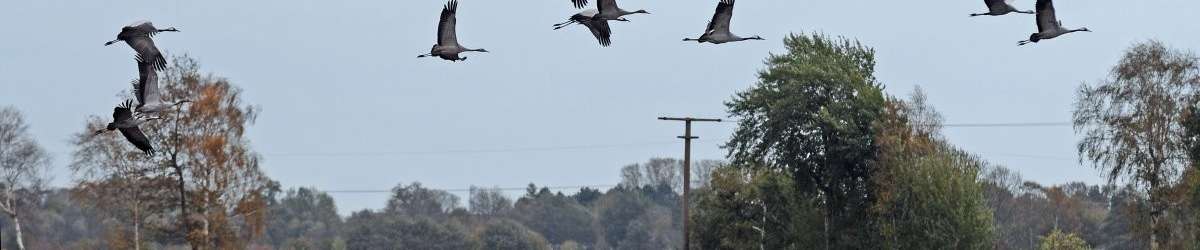 Klicken um die Schaltflächen zu zeigen oder zu verbergen