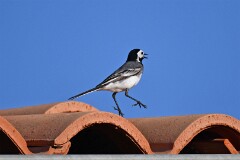 10: 1D51_8395_1920