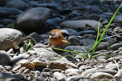 61: 1D51_8128_1920