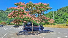 48: 120250628_113656_1920_s