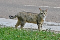 19: 1D52_1142_1920_s