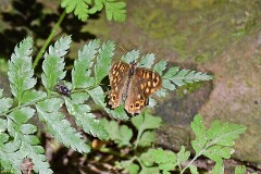 42: 1D52_1233_1920_s