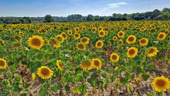 10: 120250715_183638_1920_s