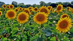 15: 120250715_183958_1920_s