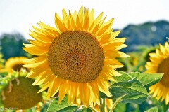 12: 1D52_2149_1920_s