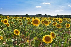 13: 1D52_2150_1920_s