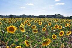 14: 1D52_2154_1920_s