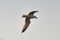 15: 1D52_1697_1920_s