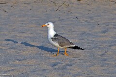 16: 1D52_1701_1920_s