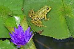 8: 1D52_0815_1920_s