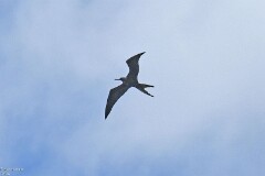 14: 1D51_4382_1920_s