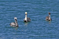 15: 1D51_4393_1920_s