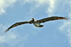 22: 1D51_5927_1920_s