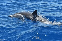 40: 1D51_5884_1920_s