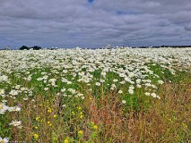 1: 120240704_111609_1920