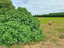 13: 120240703_154458_1920