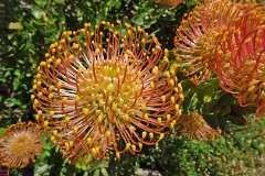 38: 1_DSC00556_lores