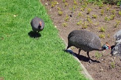 54: 1_DSC00589_lores