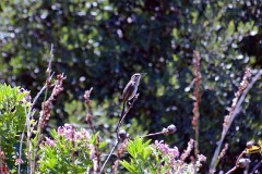 34: 1_DSC_5637_lores