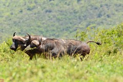 31: 1_DSC_6518_lores