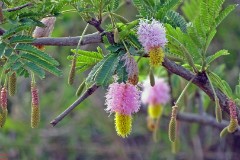 12: 1_DSC01784_lores