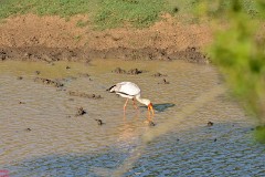 15: 1_DSC_6871_lores