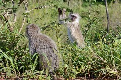 19: 1_DSC_6890_lores