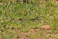 25: 1_DSC_6929_lores