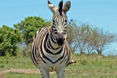 27: 1_DSC_6950_lores