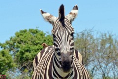 28: 1_DSC_6951_lores