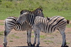 32: 1_DSC_6969_lores