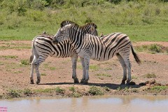 33: 1_DSC_6975_lores