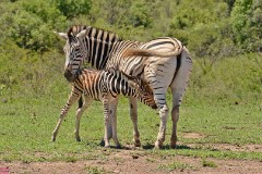 34: 1_DSC_6995_lores