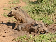 38: 1_DSC_7202_lores