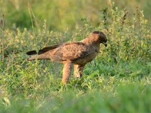 39: 1_DSC_7267_lores