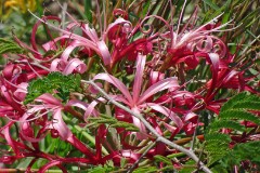 30: 1_DSC01901_lores