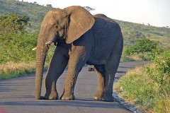 39: 1_DSC01962_lores