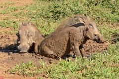 15: 1_DSC_7194_lores