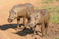 17: 1_DSC_7207_lores